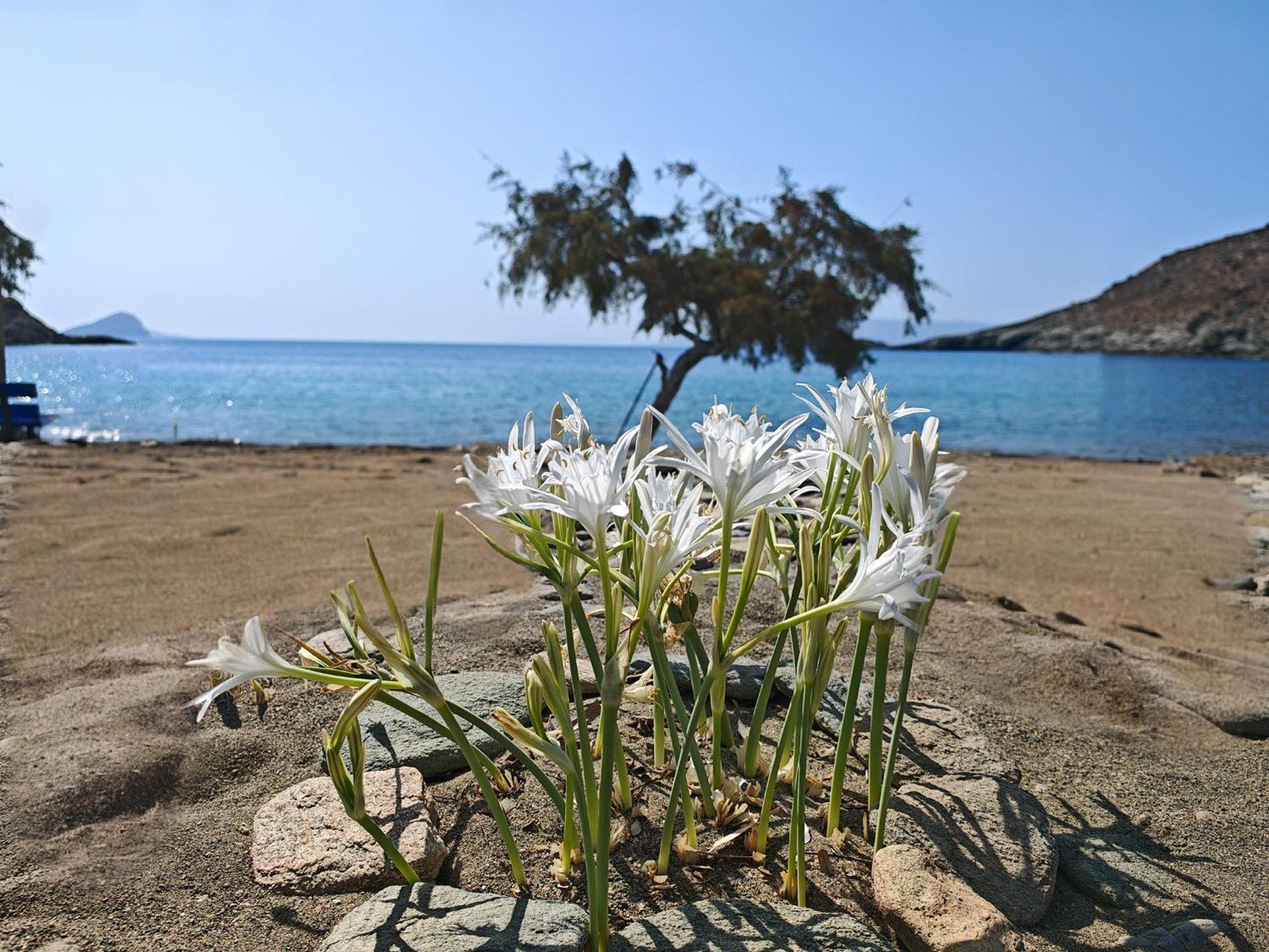 Diana'S Luxury Suites Kíthnos Extérieur photo